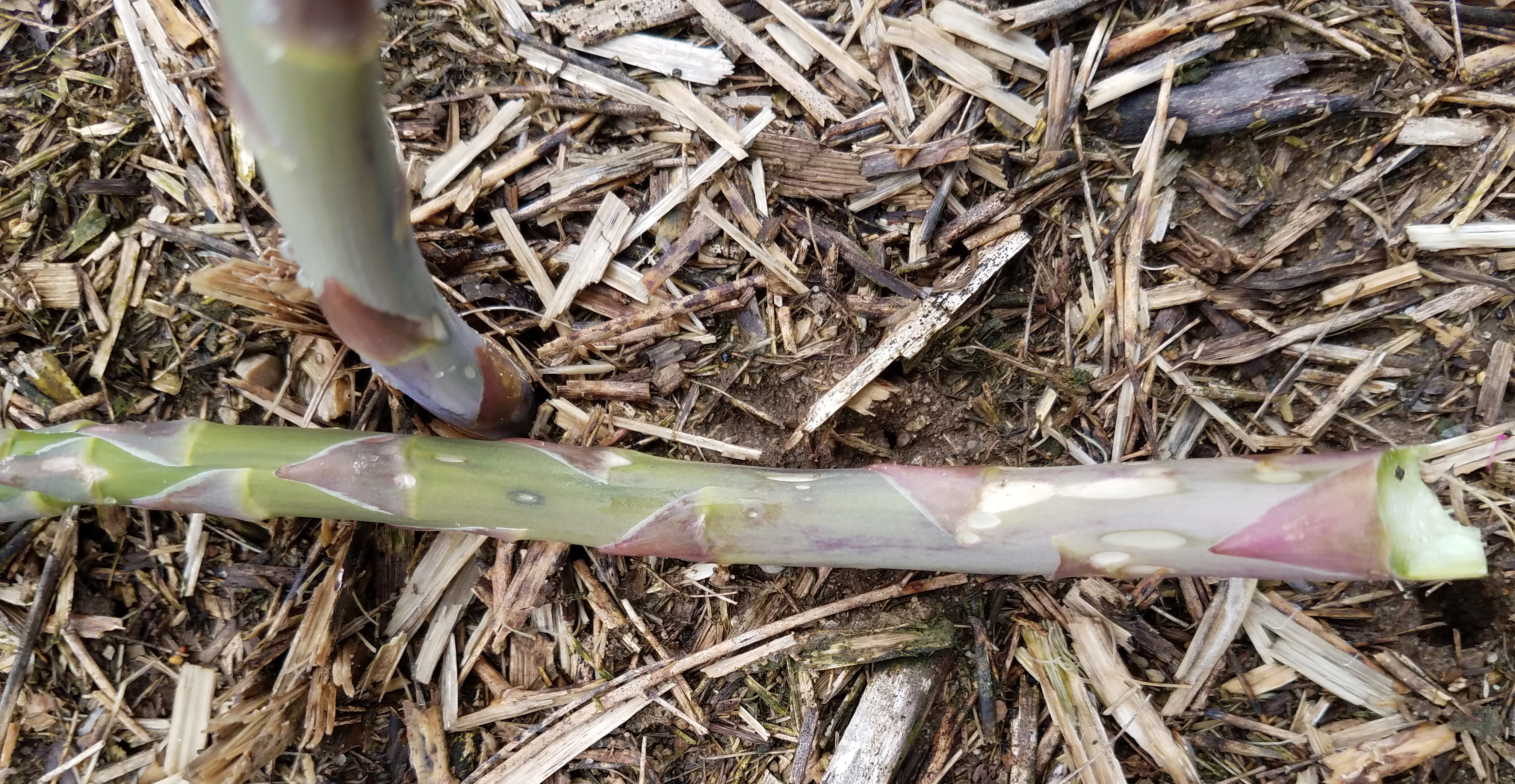 Lesions on asparagus spear 